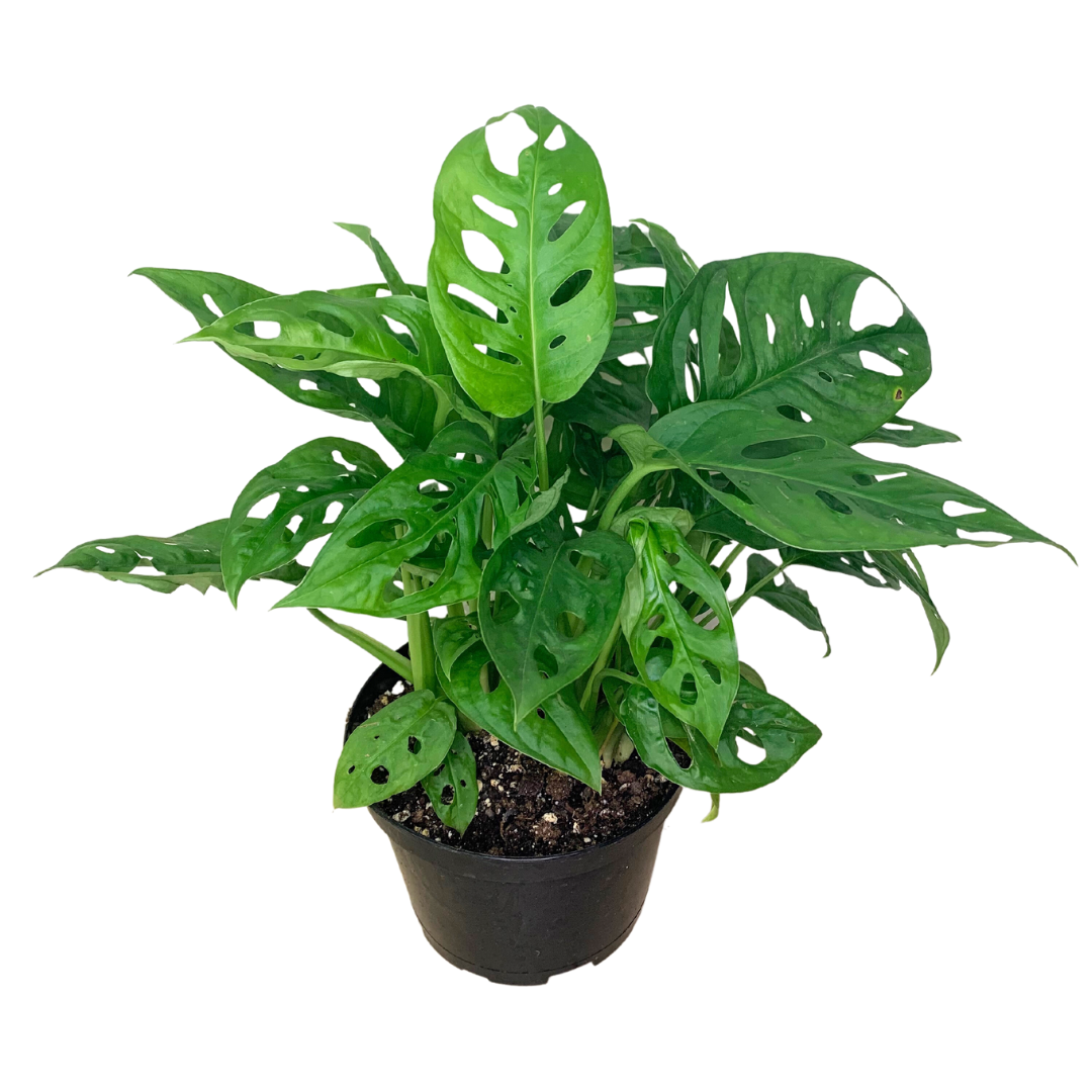 Swiss Cheese Plant (Monstera adansonii) – Live Houseplant: