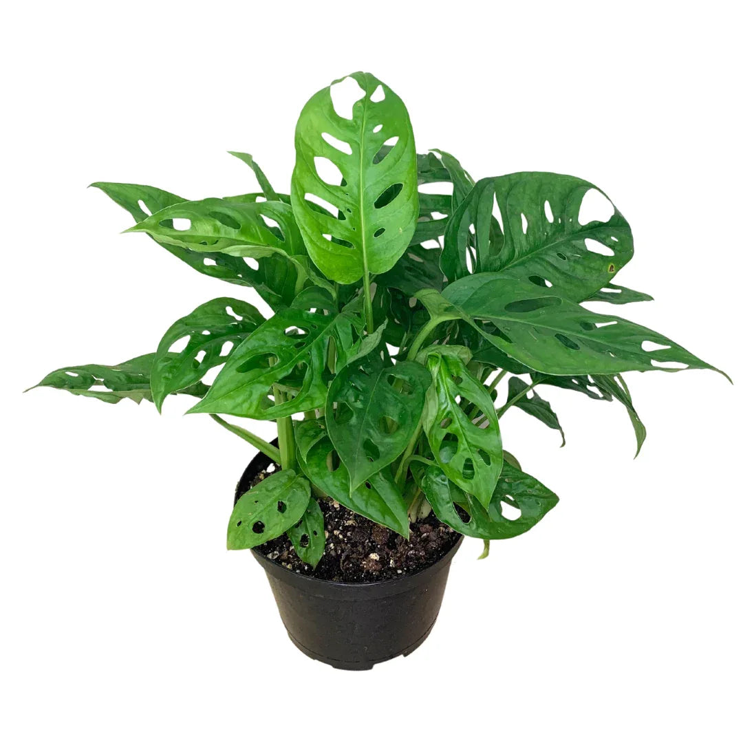 Swiss Cheese Plant (Monstera adansonii) – Live Houseplant: - Midwest Grow LLC