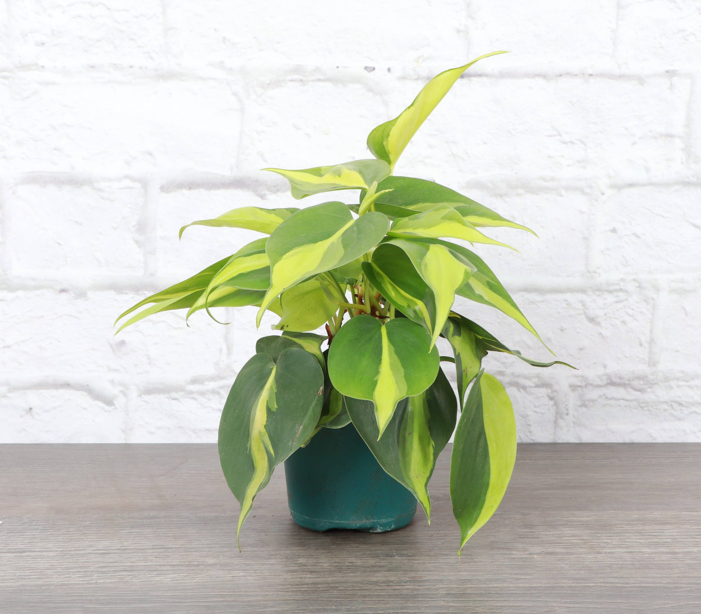 Brazil Philodendron - Live Plant