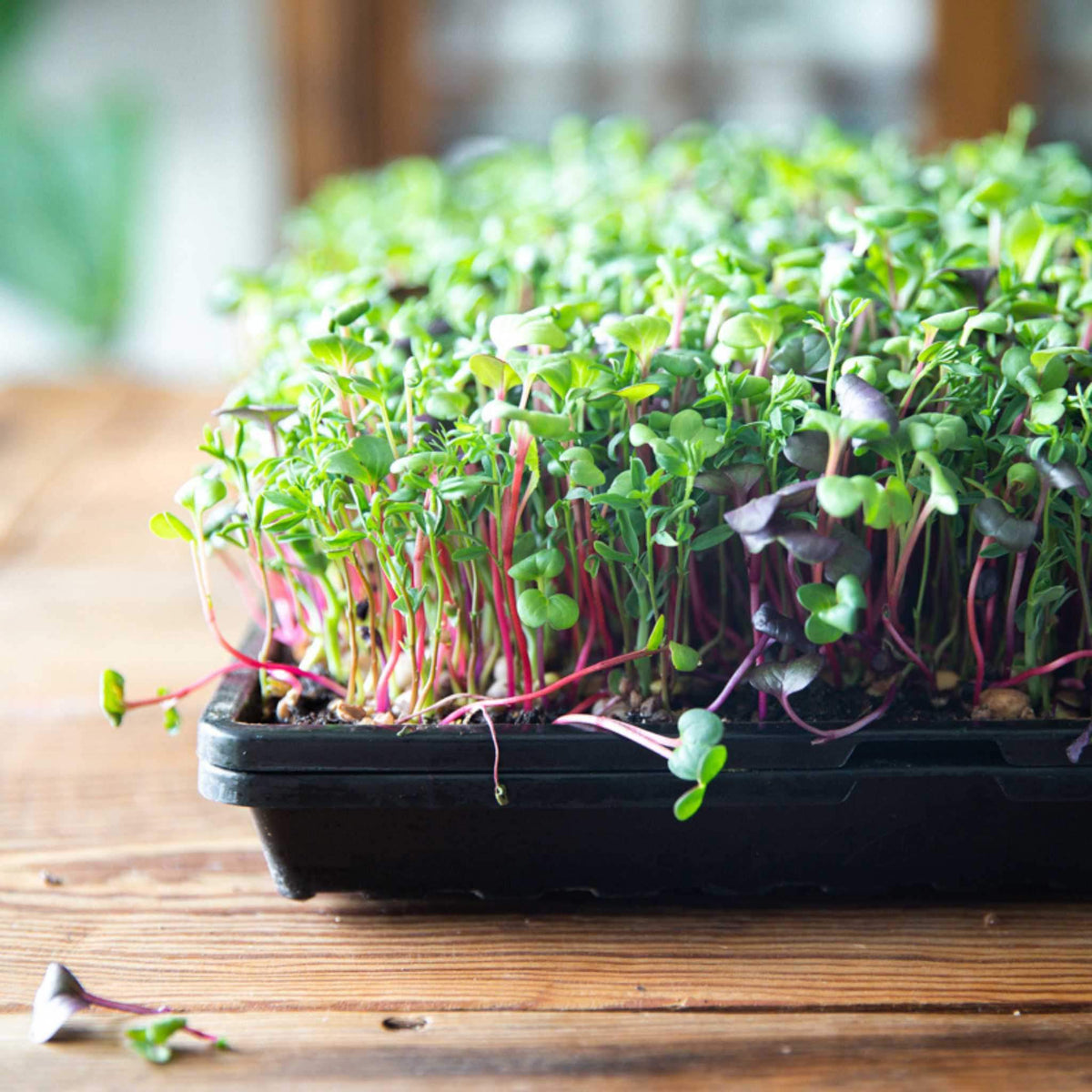 1020 Microgreen Trays | Extra Strength Shallow 1020 Trays - Midwest Grow LLC