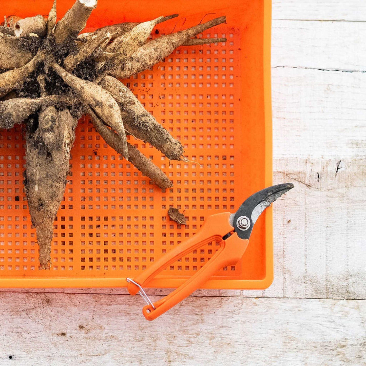 Harvesting Pruning Shears | 185 mm - Midwest Grow LLC
