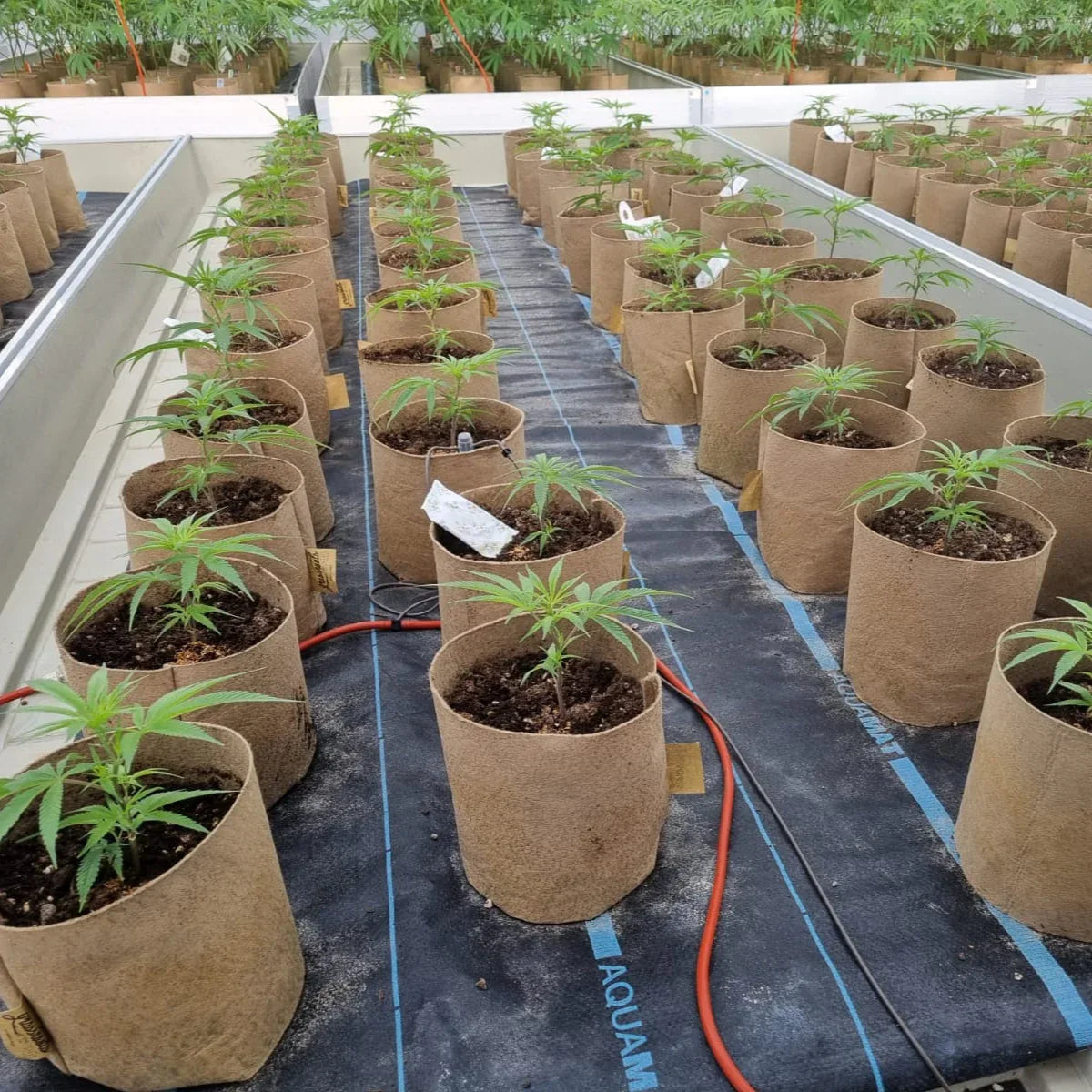 Grassroots Bottomless Fabric Pot - Midwest Grow LLC