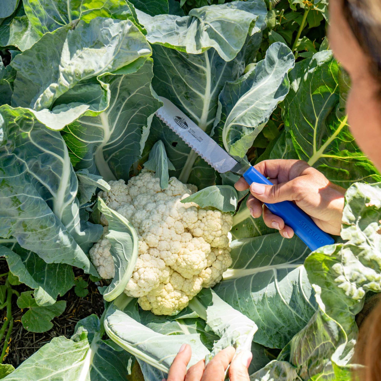 Harvest Knife for Spinach & Leafy Greens- Serrated - Midwest Grow LLC