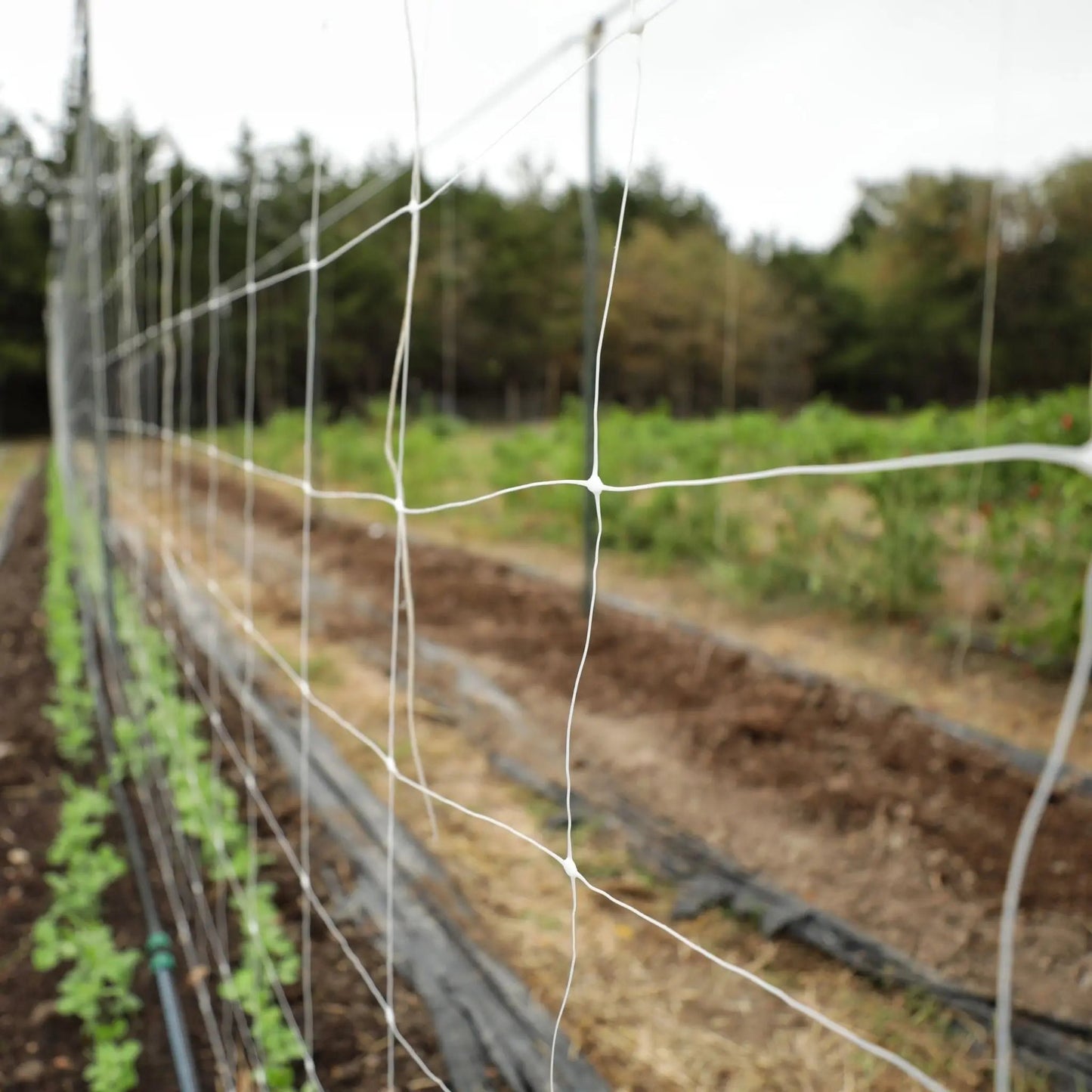 Trellis Netting | 6" Mesh - Midwest Grow LLC