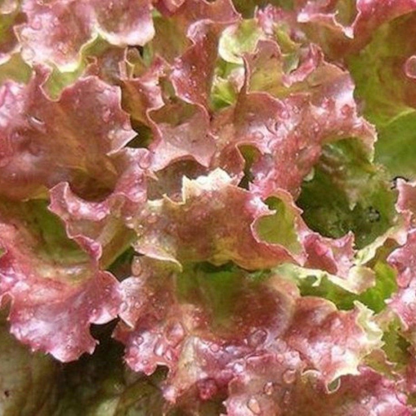 Red Sails Lettuce Seeds