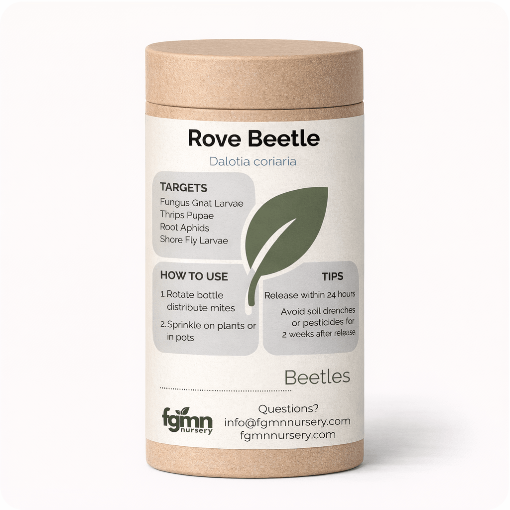 Dalotia coriaria - Rove Beetle - Midwest Grow LLC