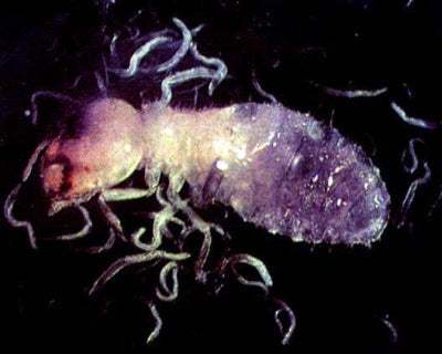 Nematodes NEMAforce SC Steinernema carpocapsae - Beneficial Insects