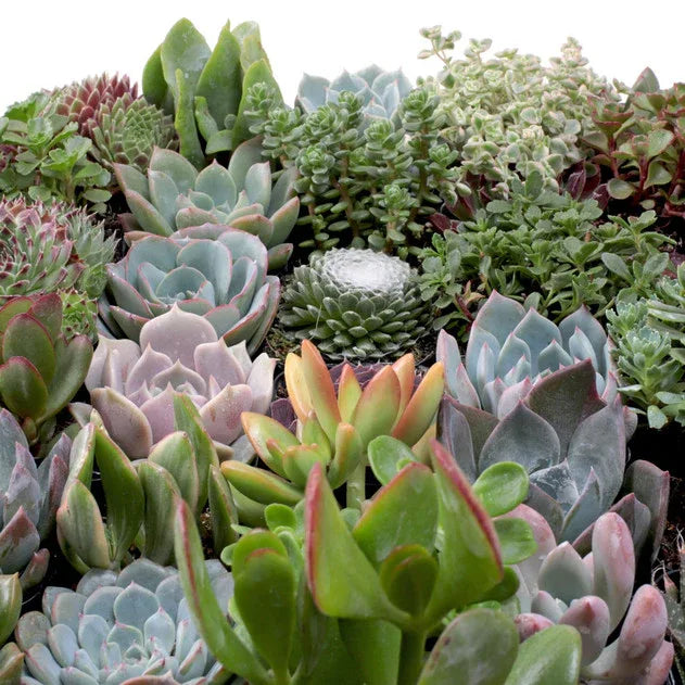 Assorted Succulents - Midwest Grow LLC