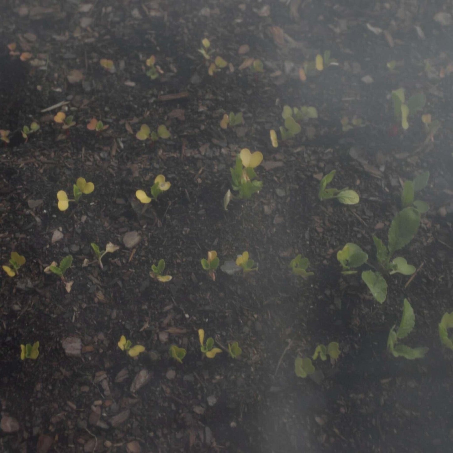 Heavy-Duty Insect Netting - Midwest Grow LLC