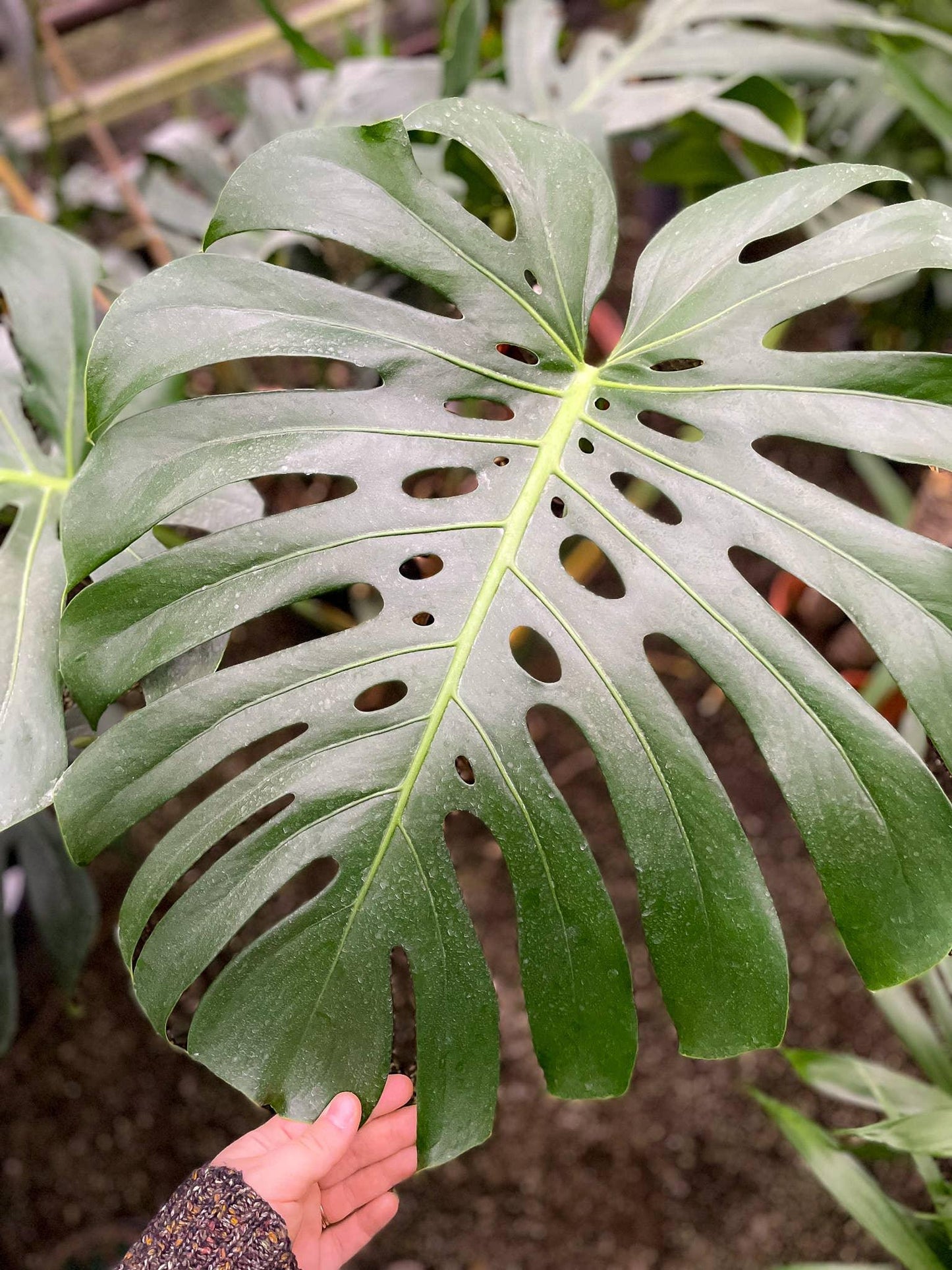 Monstera Deliciosa - Live Plant: - Midwest Grow LLC