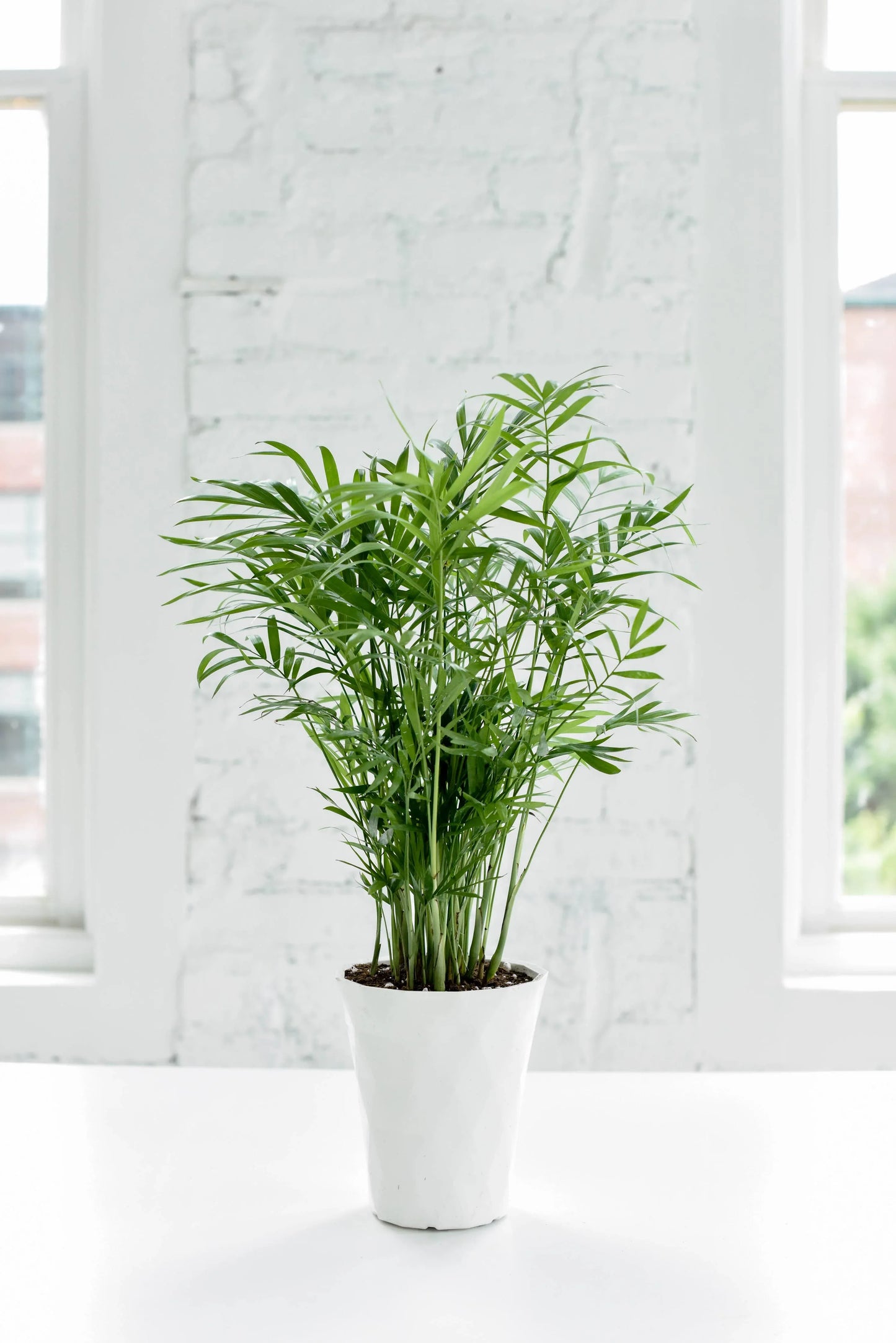 Neanthe Bella Palm, Parlor Palm - Midwest Grow LLC