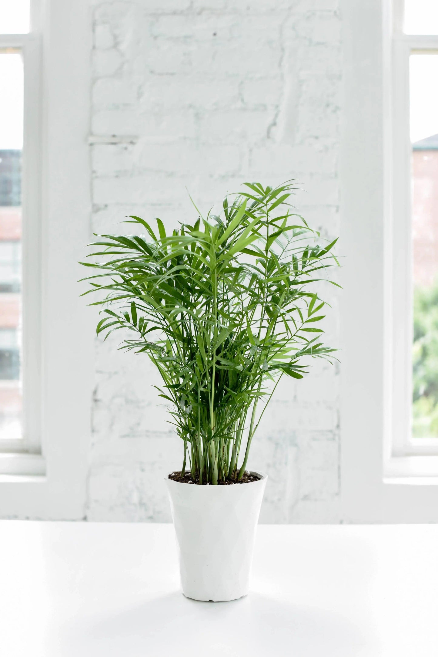 Neanthe Bella Palm, Parlor Palm - Midwest Grow LLC