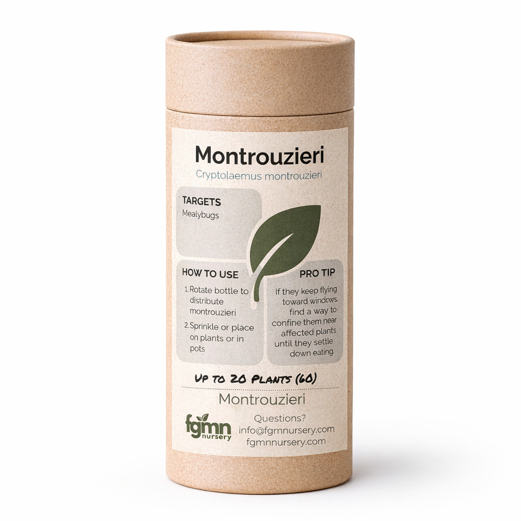 Cryptolaemus montrouzieri - Midwest Grow LLC