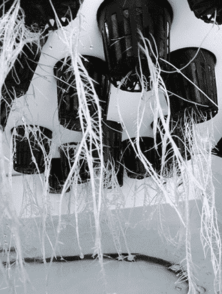 14-Site Hydroponic Cloner