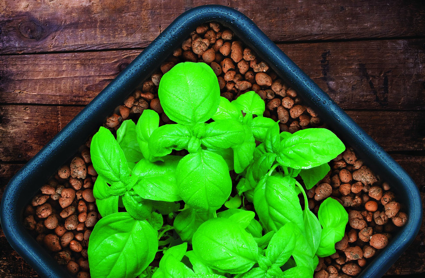 GROW!T Clay Pebbles