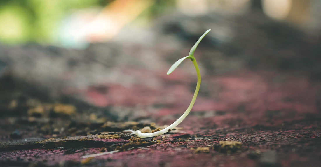 What Is Seed Germination? - Midwest Grow LLC