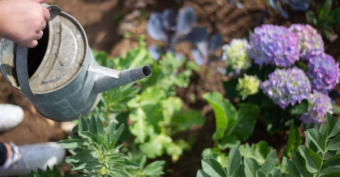 How Does Water Affect Your Plants? - Midwest Grow LLC
