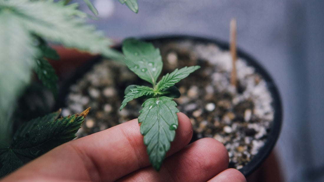 Choosing Between LED and HPS Lights For Your Grow - Midwest Grow LLC