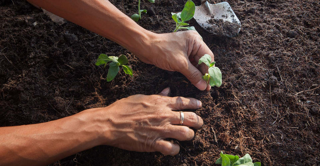 How to Start Your Soil Garden