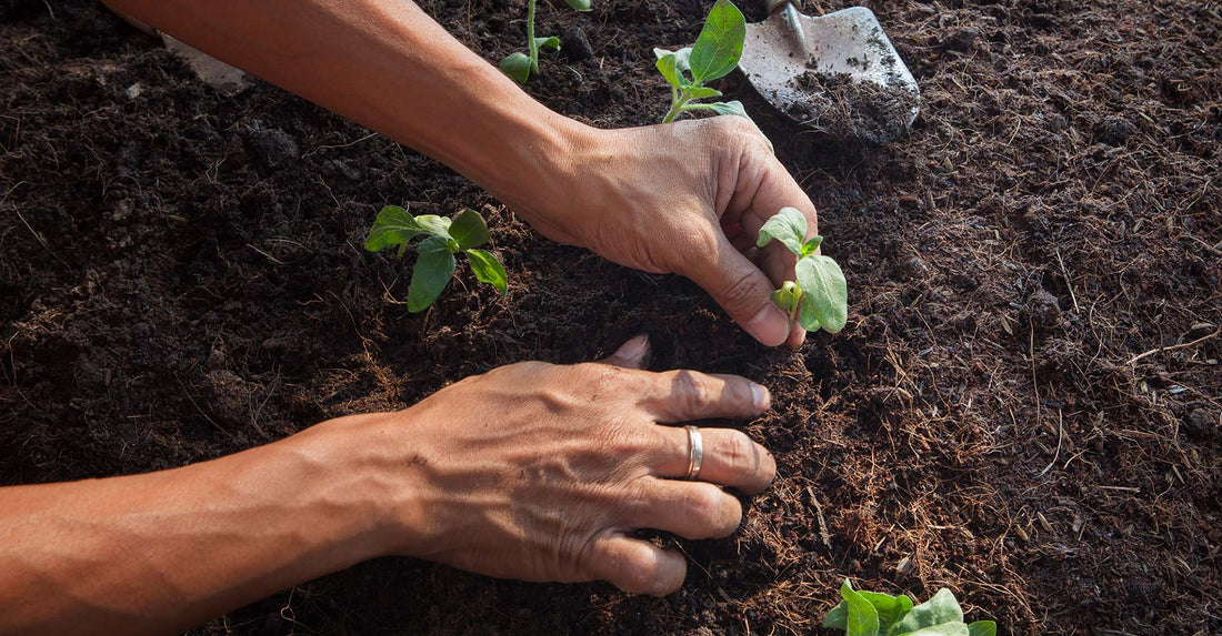 How to Start Your Soil Garden - Midwest Grow LLC