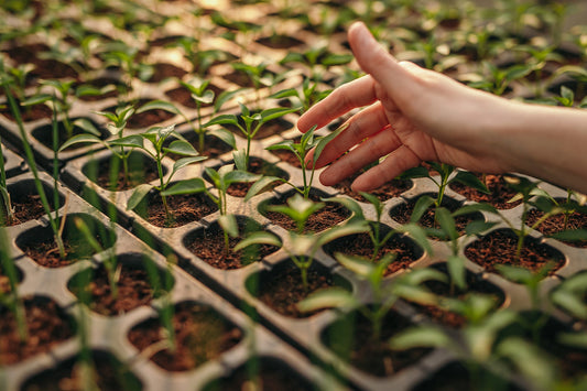 Hydro vs. Soil: Which Is Better for Your Indoor Growing? - Midwest Grow LLC