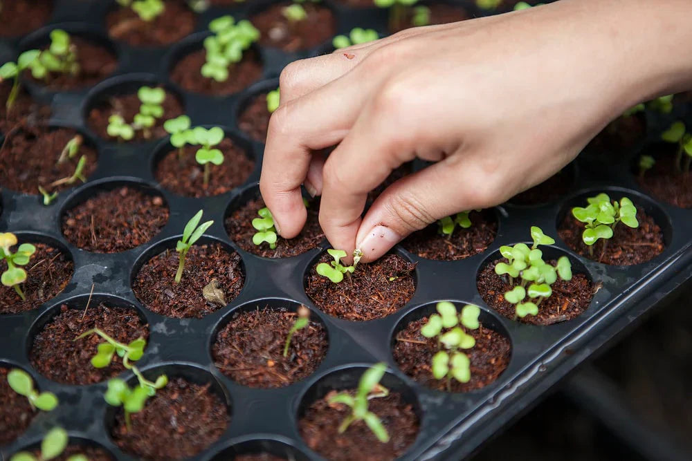 Top 5 Organic Fertilizers for Home Gardens - Midwest Grow LLC