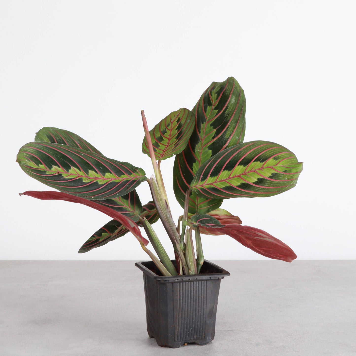 Red Prayer Plant - Live Plant: