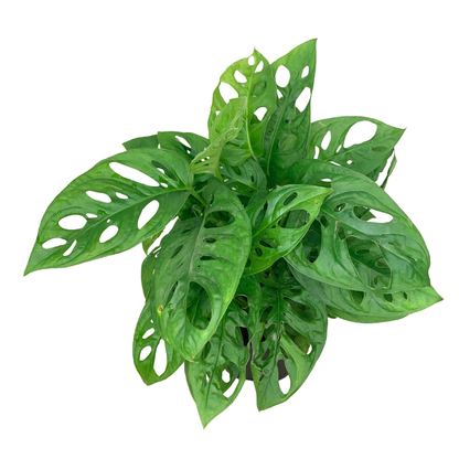 Swiss Cheese Plant (Monstera adansonii) – Live Houseplant: