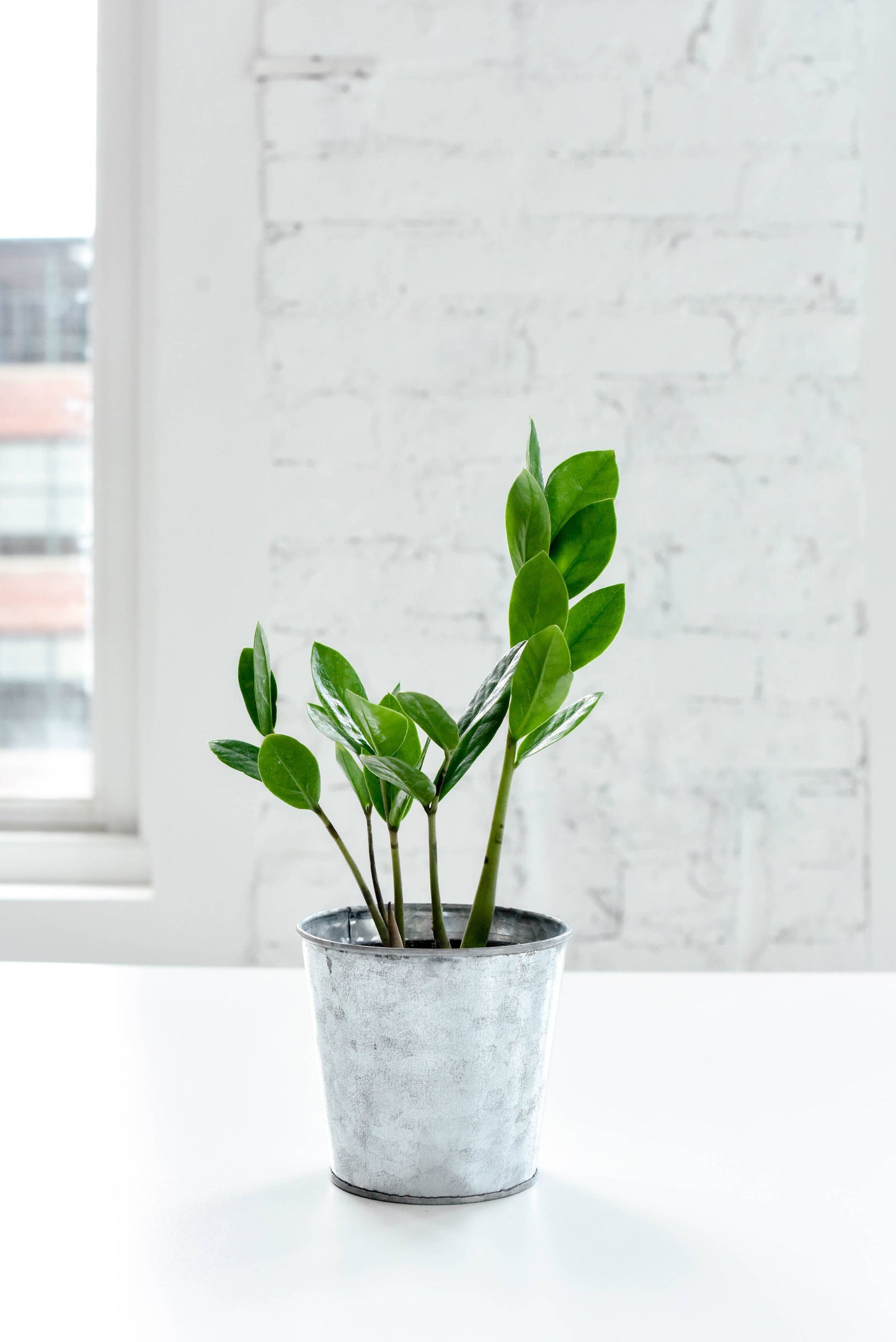 ZZ Plant - Live Plant: