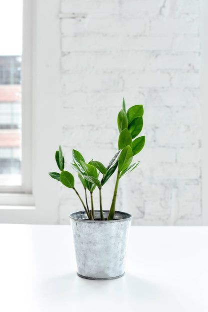ZZ Plant - Live Plant:
