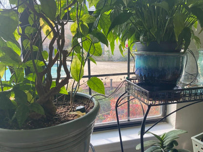 Blumat Classic Vacation Irrigation Watering Kit - Midwest Grow LLC