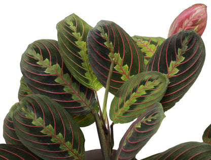Red Prayer Plant - Live Plant: