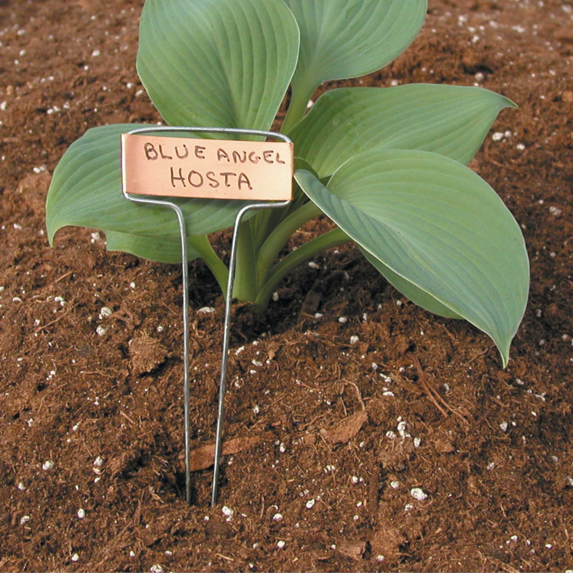 Luster Leaf Classic Impressions Garden 10" Plant Labels | Copper or Zinc 10 Pk. - Midwest Grow LLC
