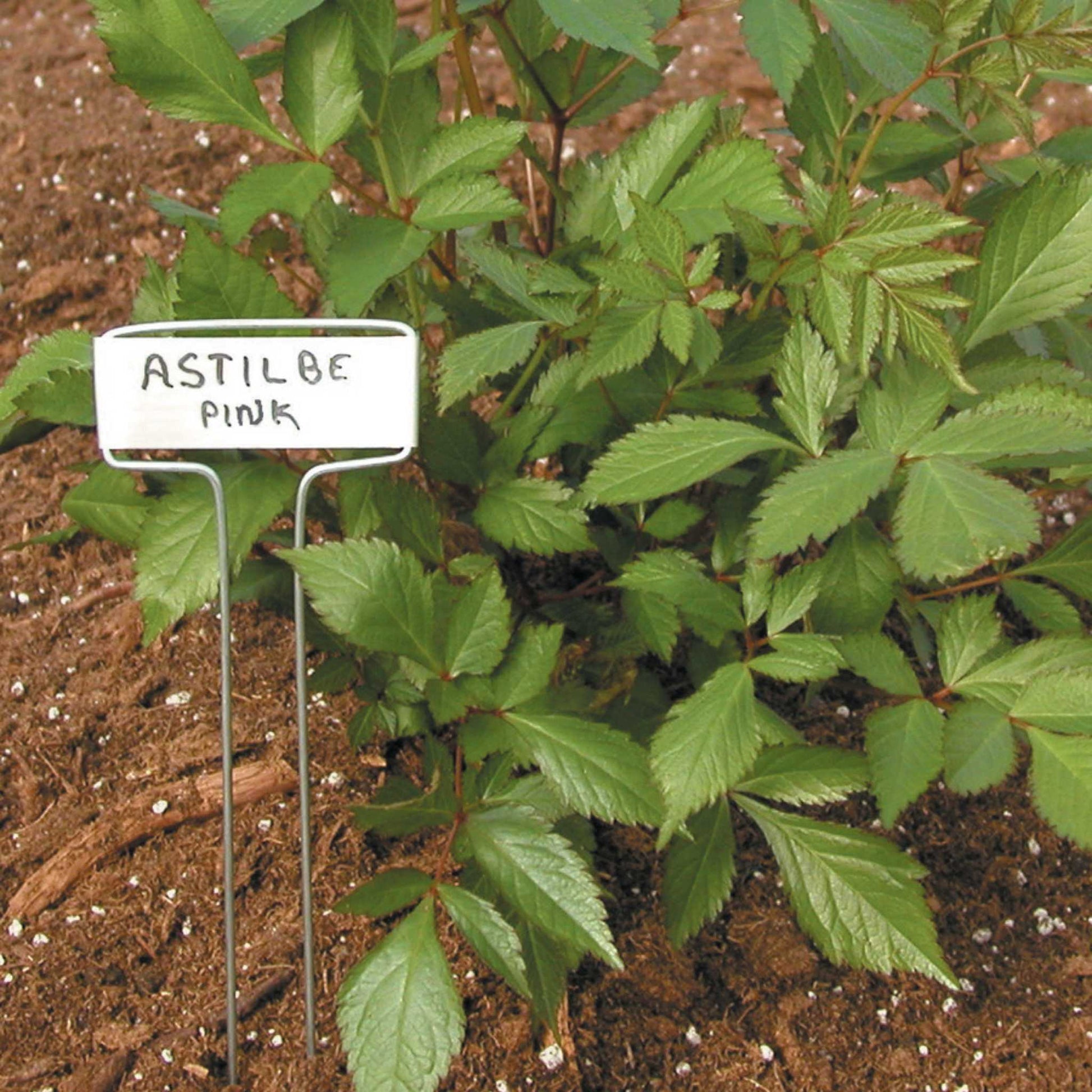 Luster Leaf Classic Impressions Garden 10" Plant Labels | Copper or Zinc 10 Pk. - Midwest Grow LLC