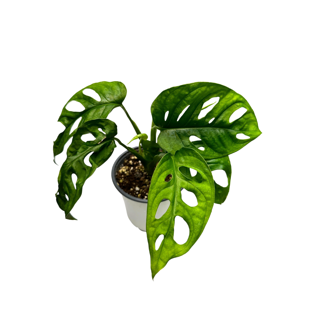 Swiss Cheese Plant (Monstera adansonii) – Live Houseplant:
