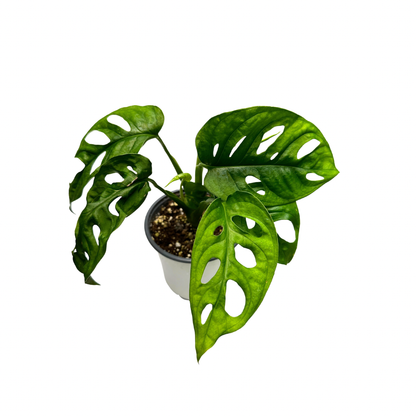 Swiss Cheese Plant (Monstera adansonii) – Live Houseplant: