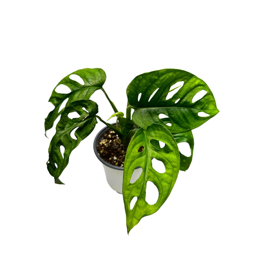 Swiss Cheese Plant (Monstera adansonii) – Live Houseplant: