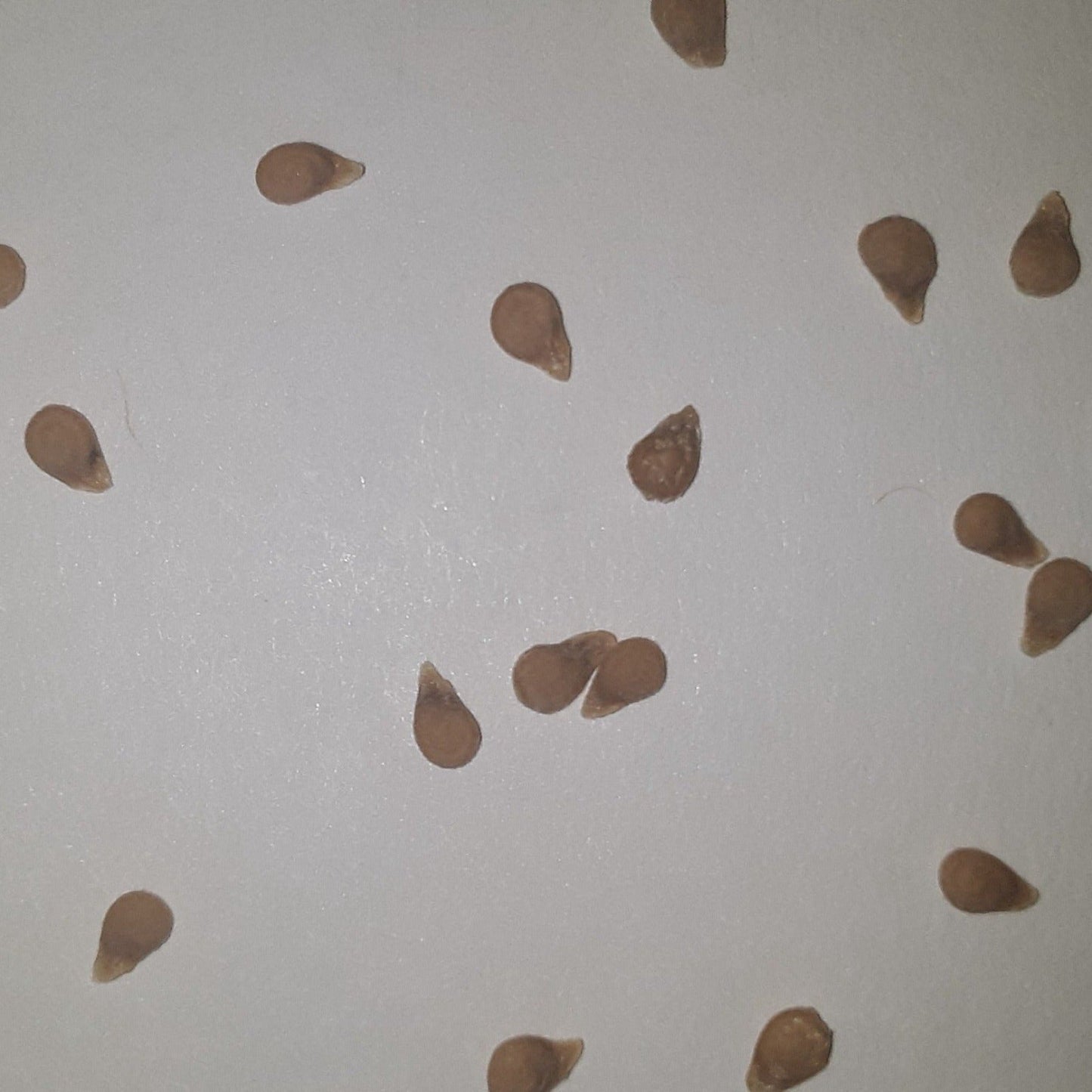 Juliet Untreated Hybrid Paste Tomato Seeds