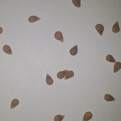Black Beauty Slicing Tomato Seeds