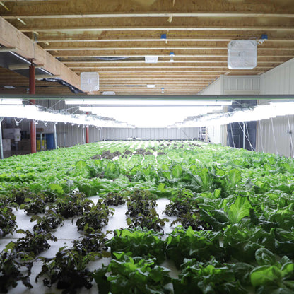 Deep Water Culture (DWC) Kit - Midwest Grow LLC