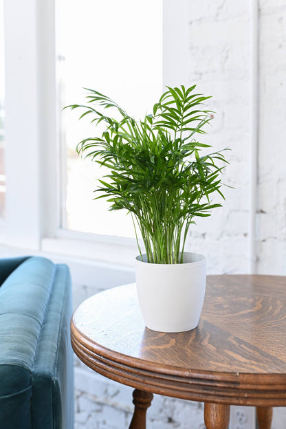 Neanthe Bella Palm, Parlor Palm