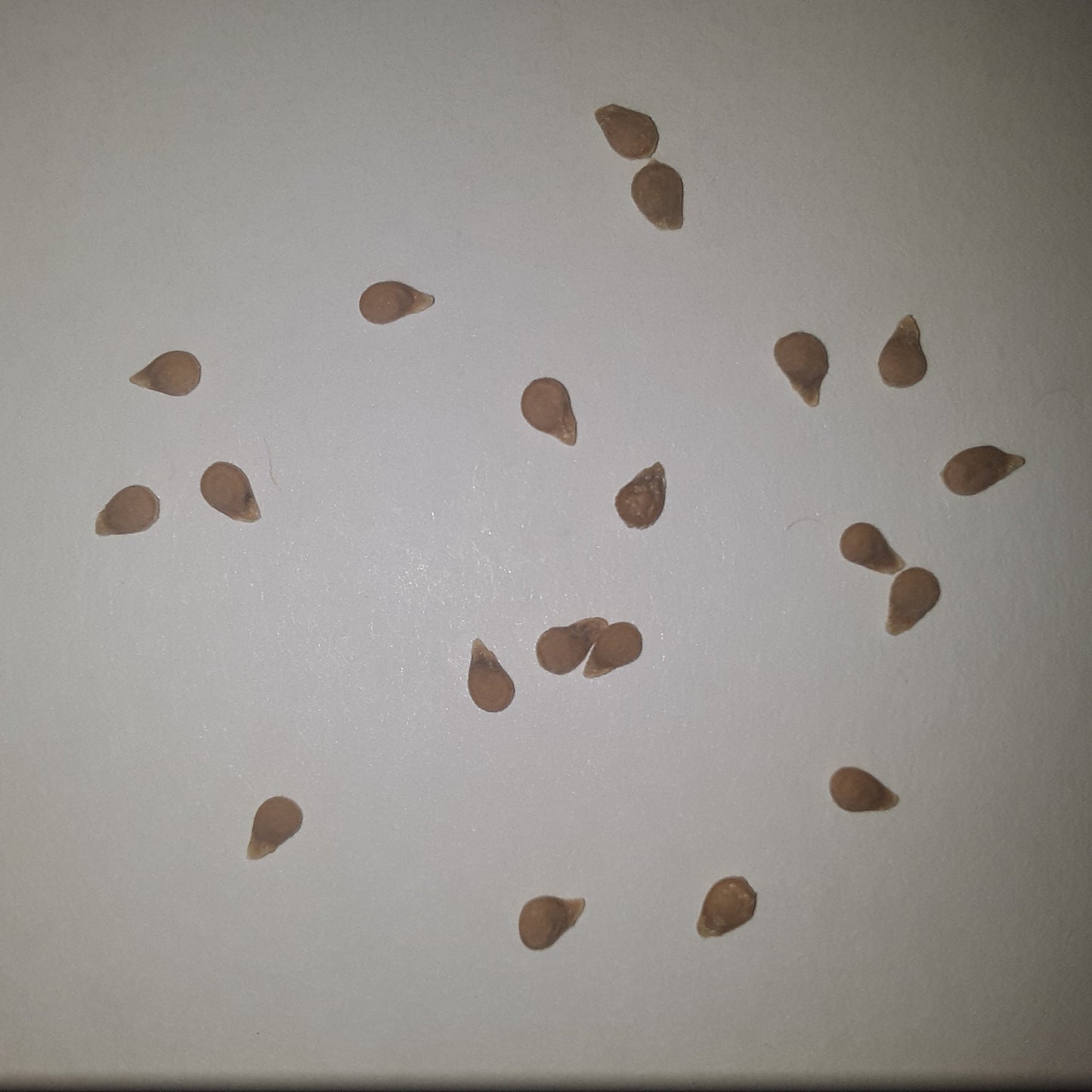 Papaw's Dwarf Pixie Tomato Seeds
