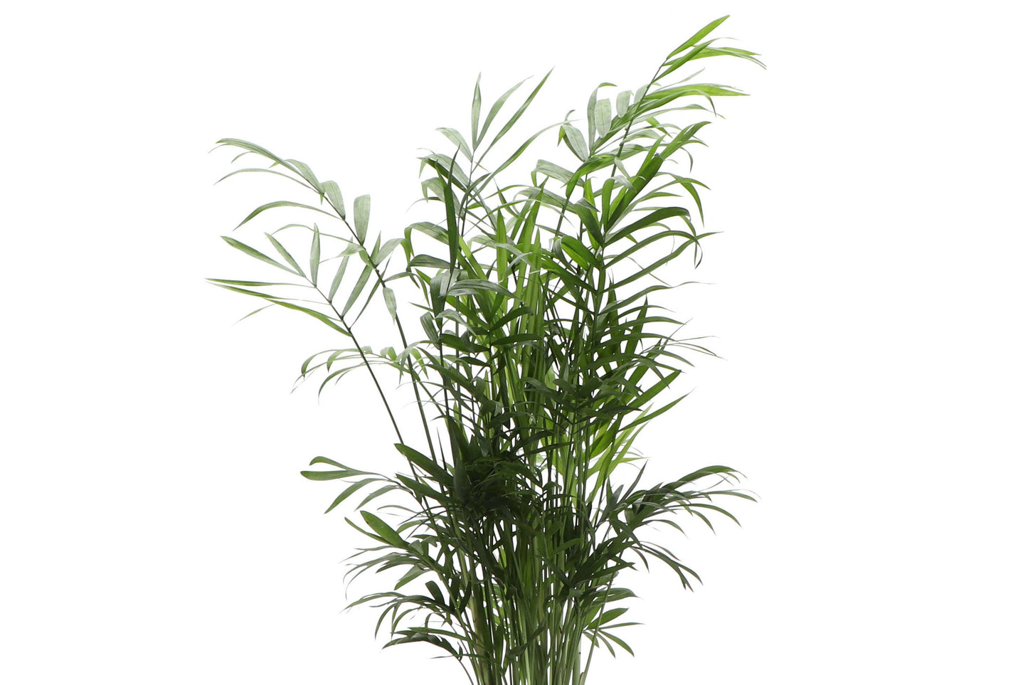 Neanthe Bella Palm, Parlor Palm