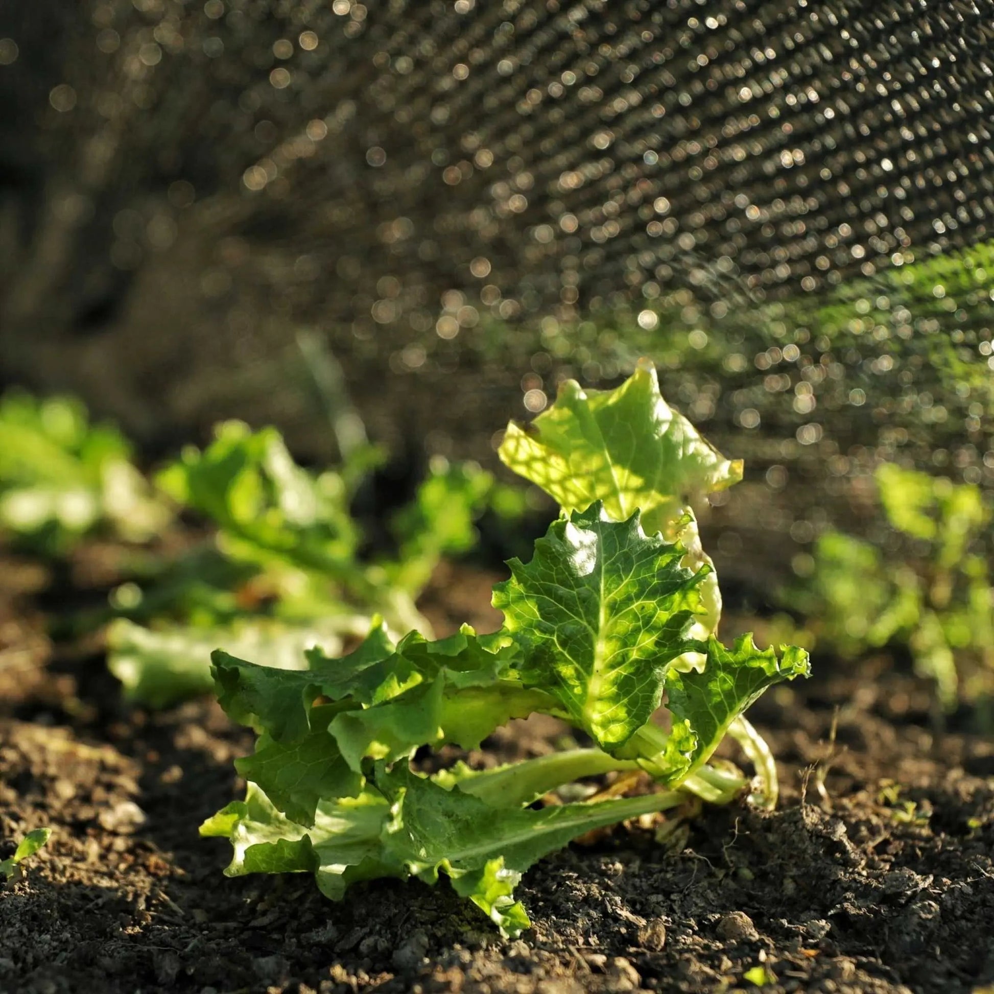 Greenhouse Shade Cloth - 30% Black - Midwest Grow LLC