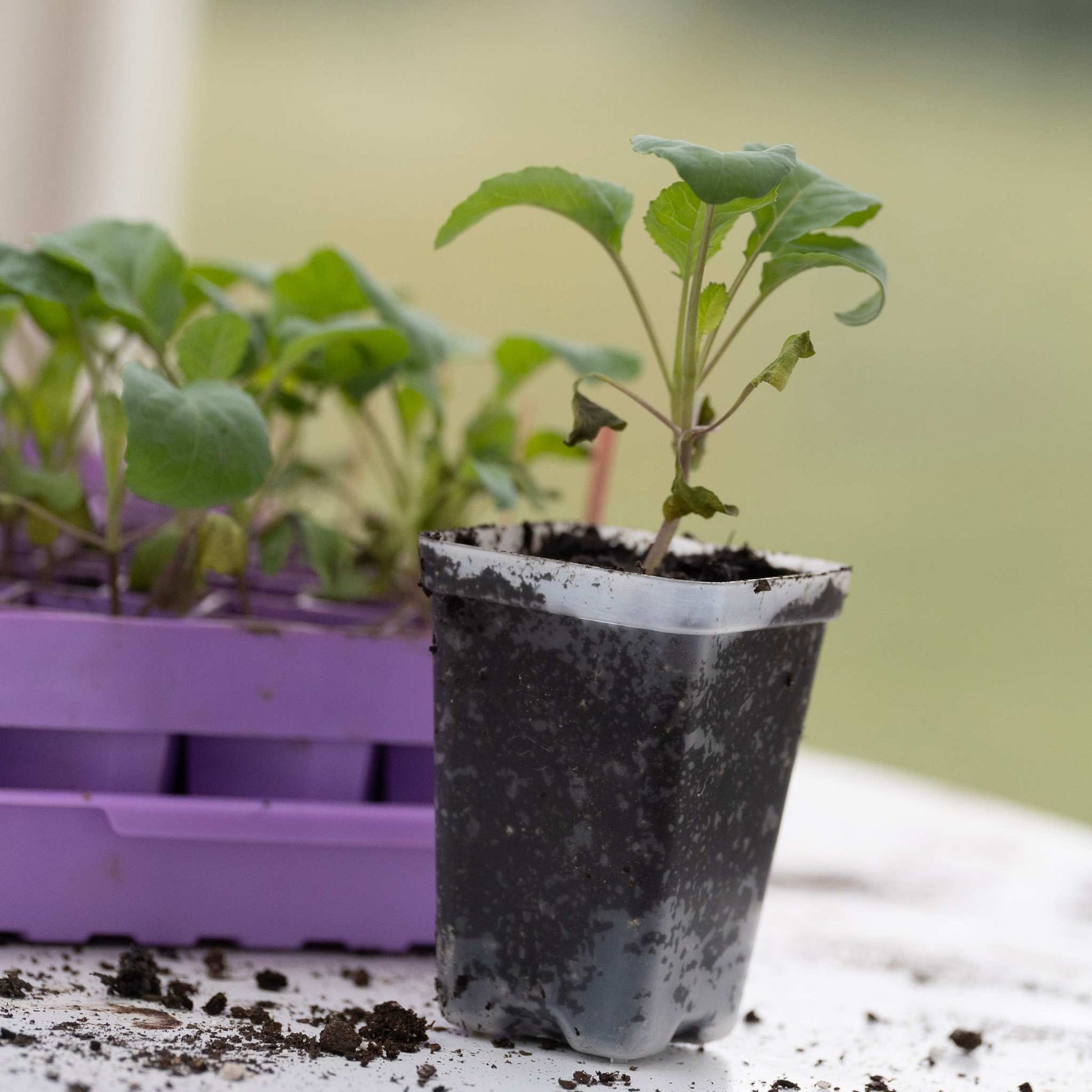 Seed Starter Pots - 2.5" Extra Strength - Midwest Grow LLC