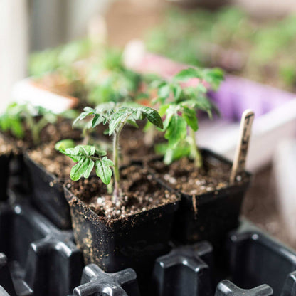 Seed Starter Pots - 2.5" Extra Strength - Midwest Grow LLC
