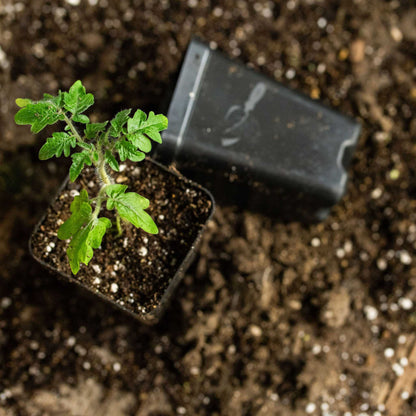 32-Cell Reusable Plant Starter Trays with Inserts - Midwest Grow LLC