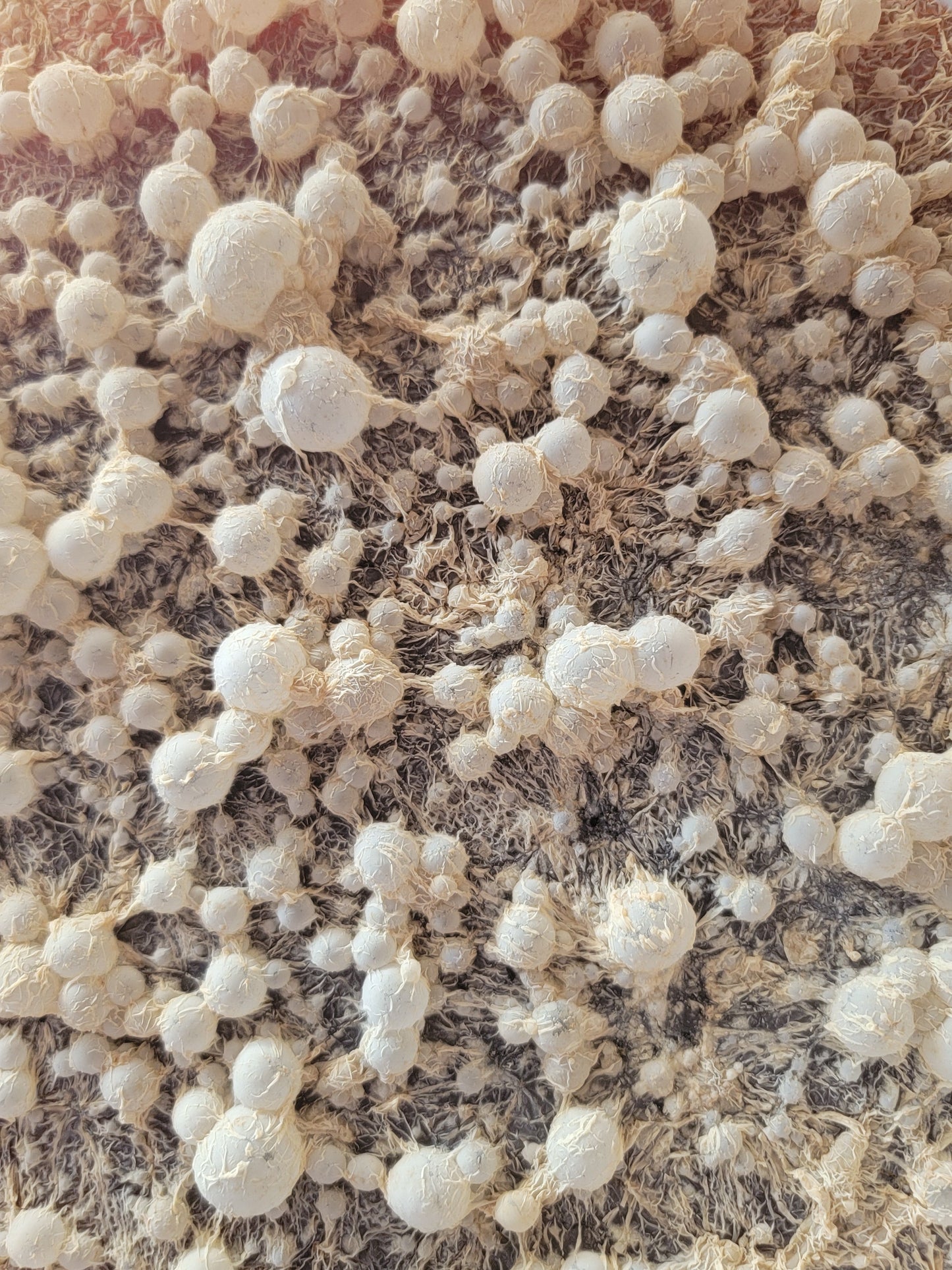 BrewKashi Liquid Bokashi - Midwest Grow LLC