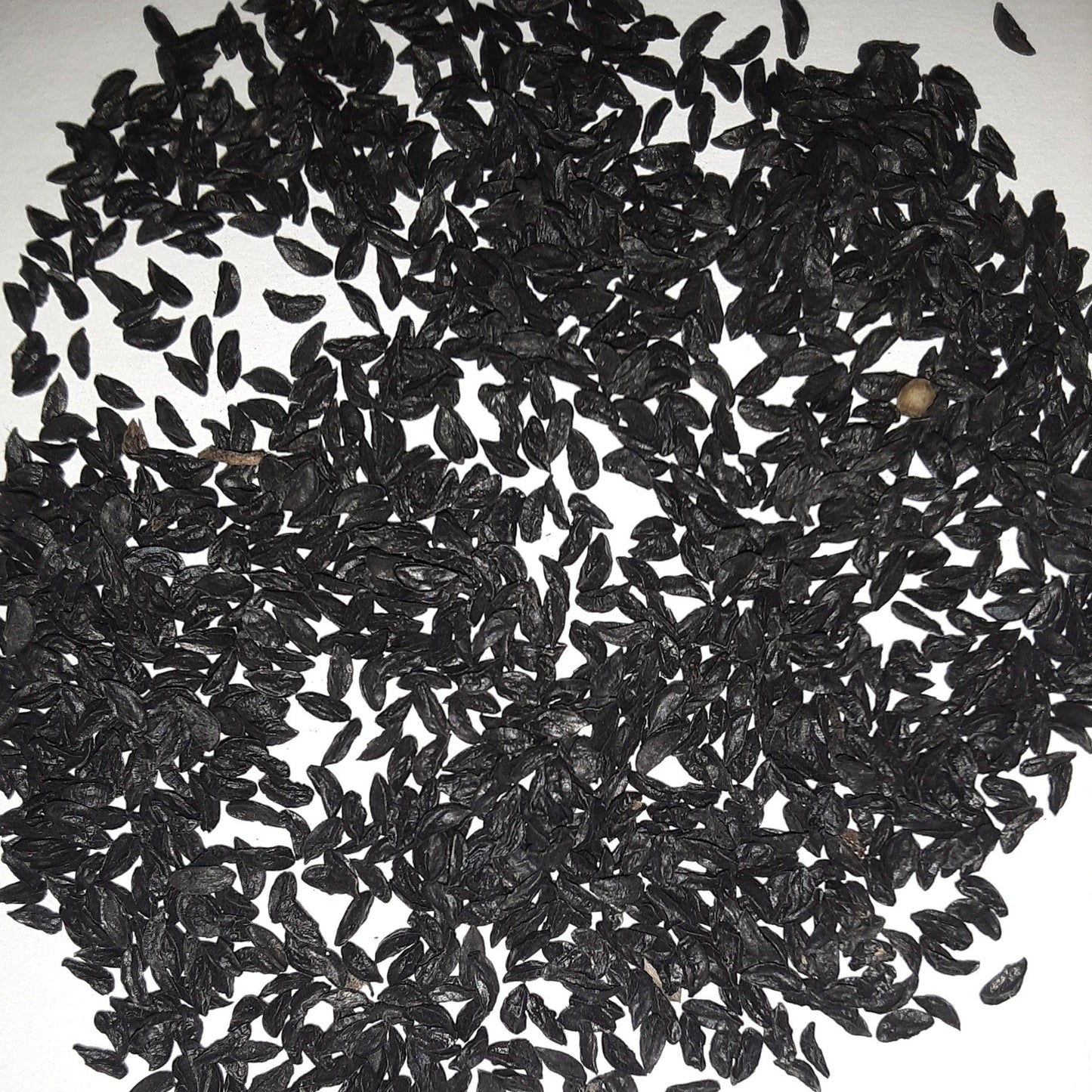Herb, Garlic Chive Seeds