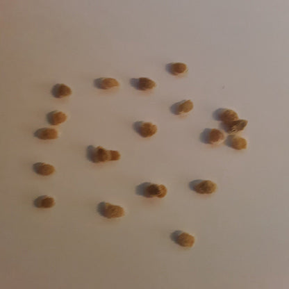 Kevin's Large Black Cherry Tomato Seeds